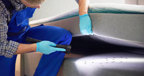 Best Termite Control Services  in Beecher, IL