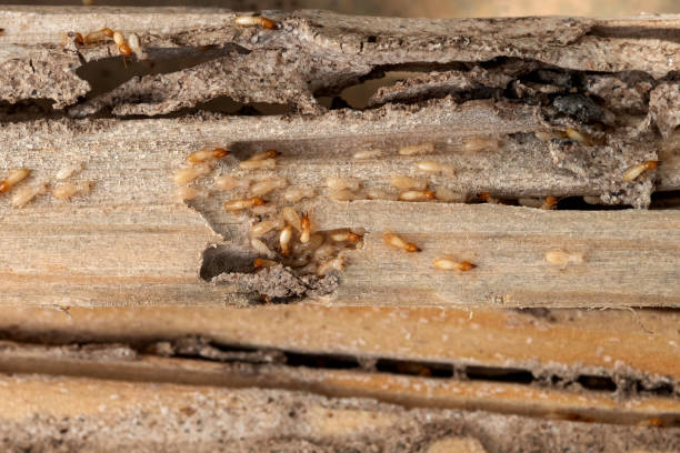 Best Exterminator Services  in Beecher, IL
